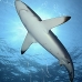 shark_silky_far_jar_v_0483_cub5559.jpg